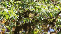 Treecreeper, Rusty-flanked 1