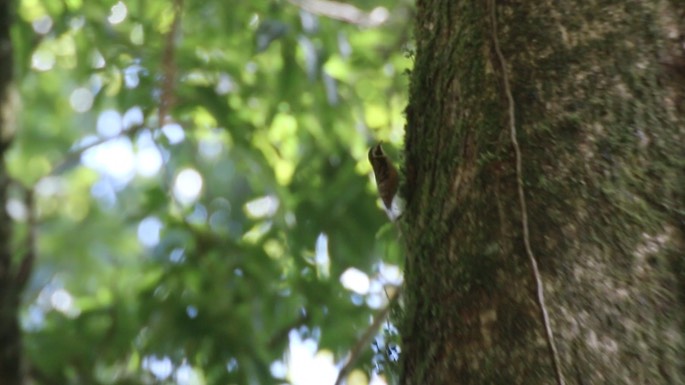 Treecreeper, Rusty-flanked
