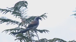 Treepie, Grey 1