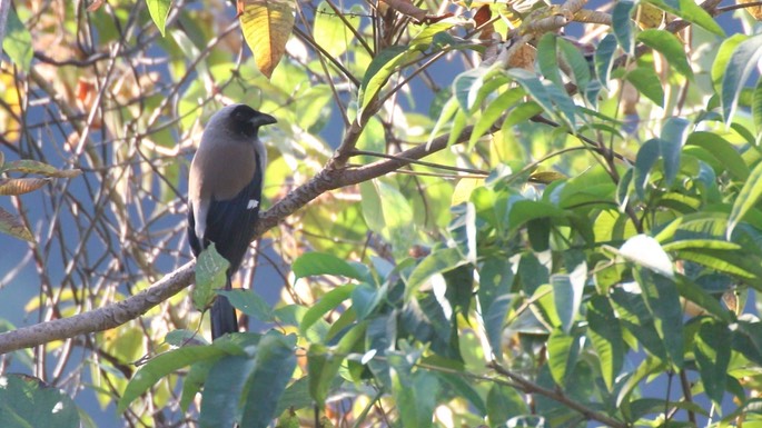 Treepie, Grey 2