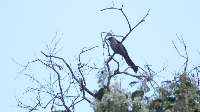 Treepie, Grey 4