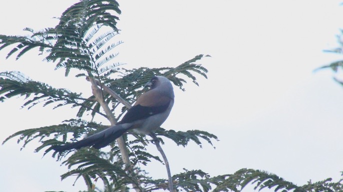 Treepie, Grey