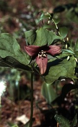 Trillium erectum639