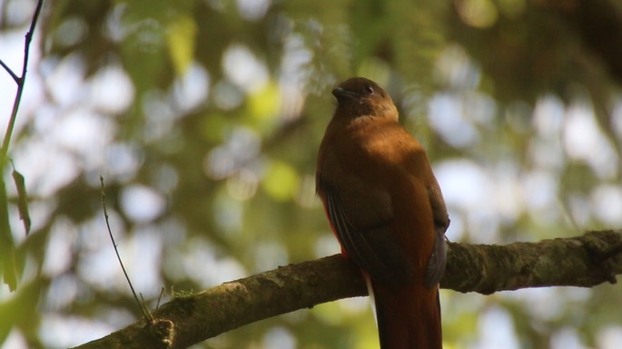Trogon, Red-headed 2
