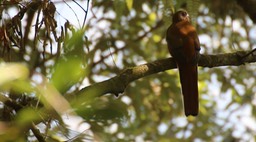 Trogon, Red-headed