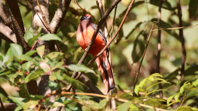 Trogon, Ward's 2