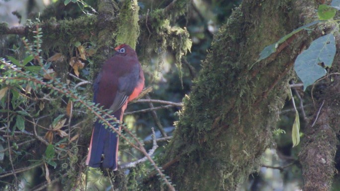 Trogon, Ward's 3