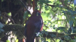 Trogon, Ward's