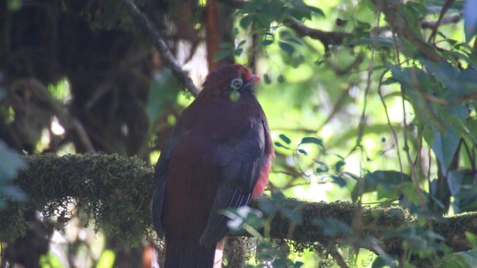Trogon, Ward's