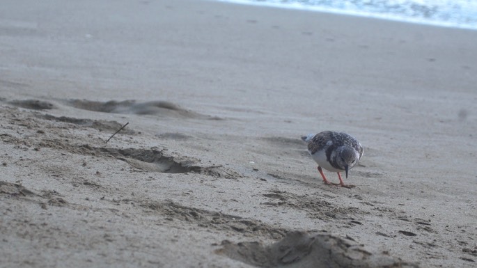 Turnstone, Ruddy
