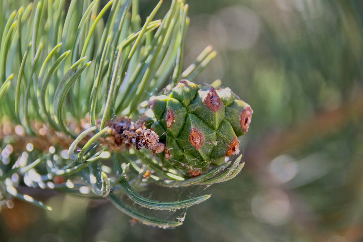 Two-needle Pinyon cone