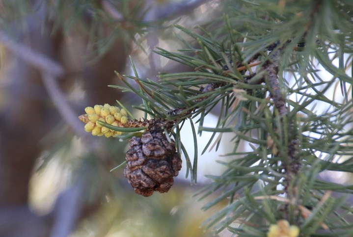 Two needle Pinyon