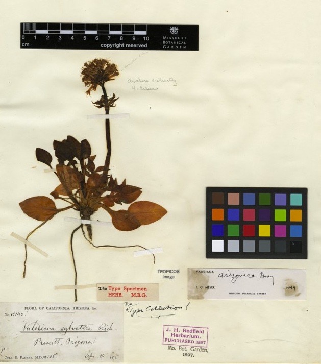valerian isotype