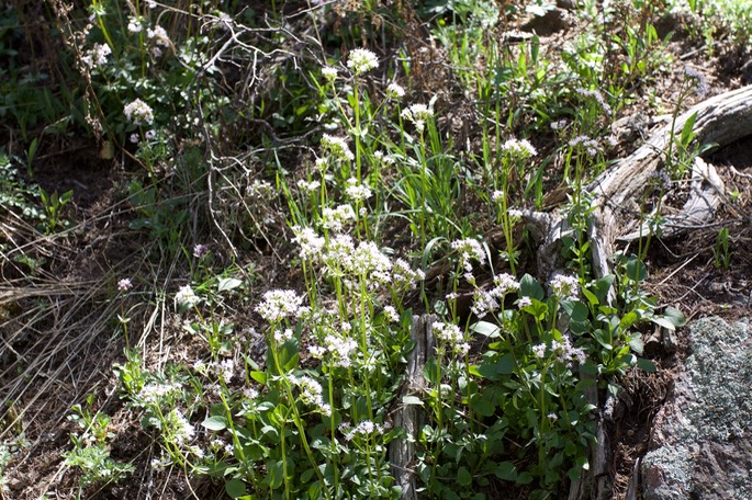 Valeriana arizonica1