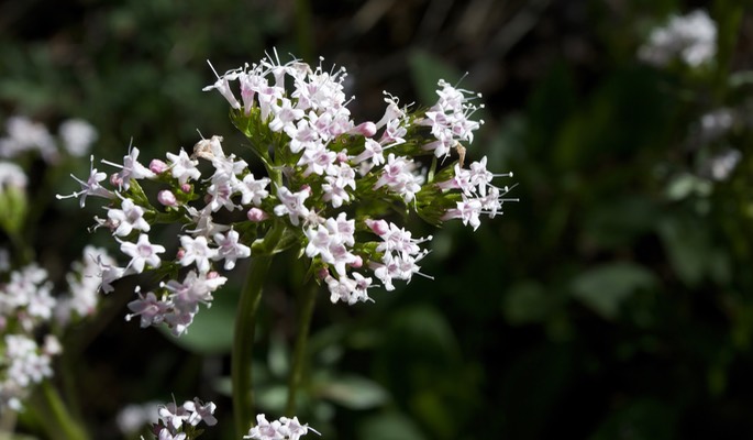 Valeriana arizonica2