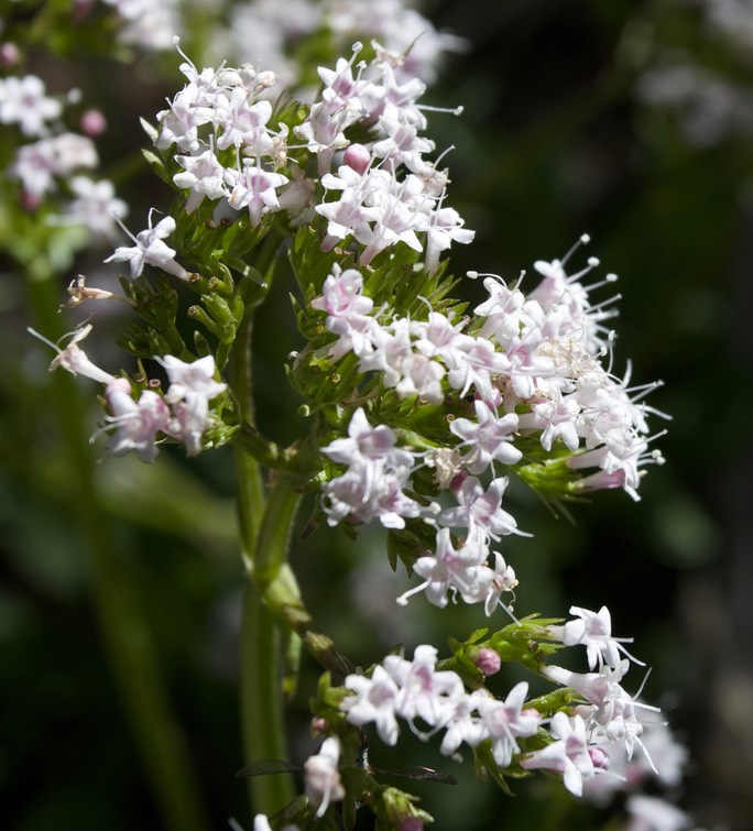 Valeriana arizonica3