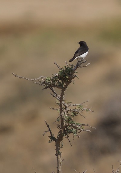 Variable Wheatear, Oenanthe picata