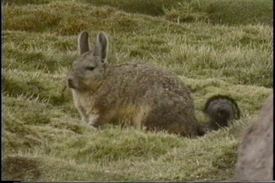Vizcacha