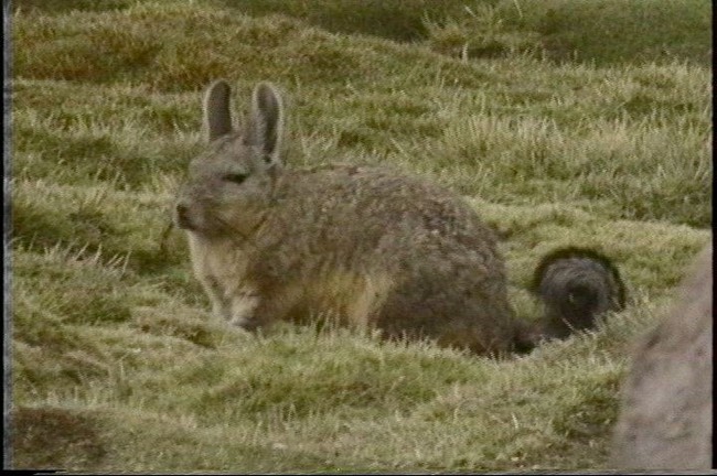 Vizcacha