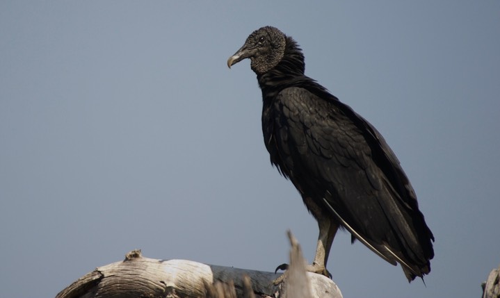 Vulture, Black 12