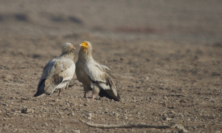 Vulture, Egyptian. Neophron percnopterus