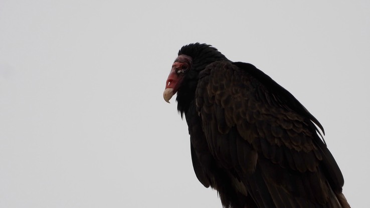 Vulture, Turkey - Baja California 3