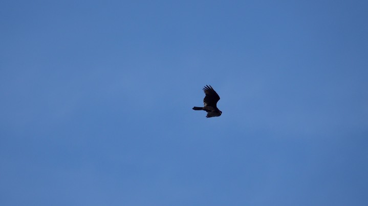 Vulture, Turkey (Belize 2021)