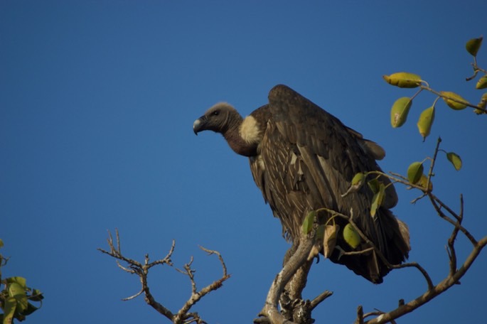 vulture_med