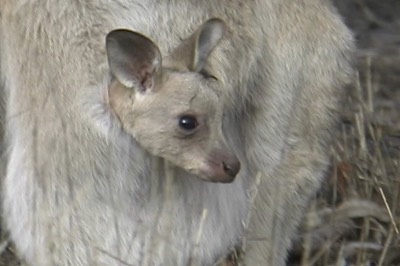 Wallaby, Whiptail 4