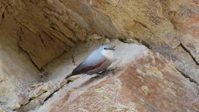 Wallcreeper 2