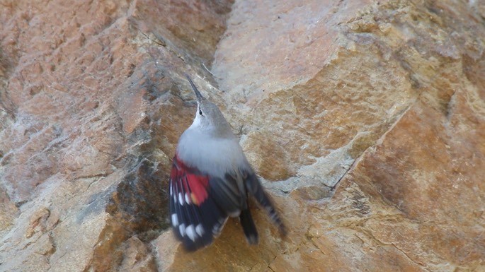 Wallcreeper 3