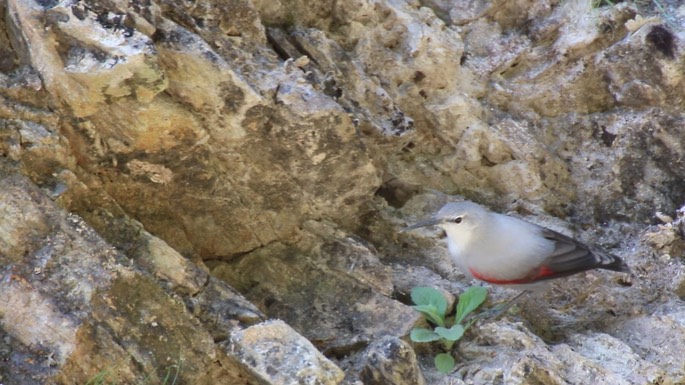 Wallcreeper 4