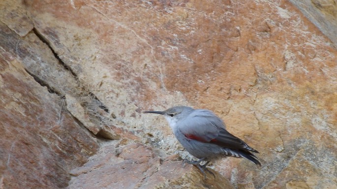 Wallcreeper