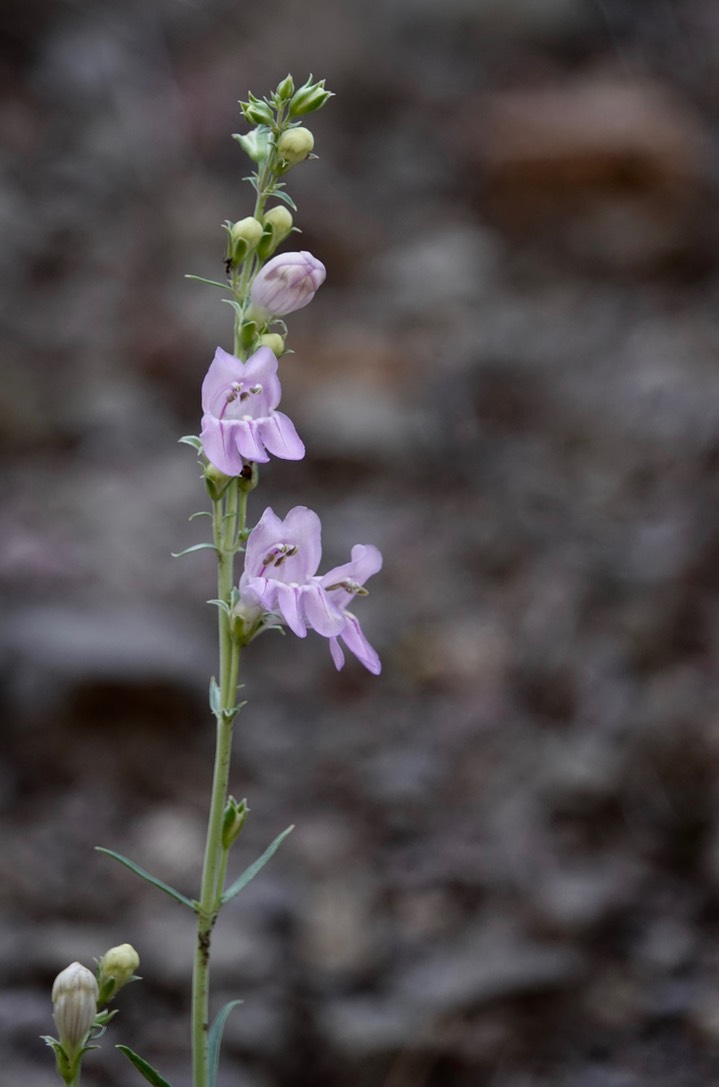 Wandbloom Penstemon - Penstemon virgatus virgatus18a