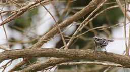 Warbler, Black-and-white 3