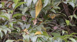 Warbler, Black-faced