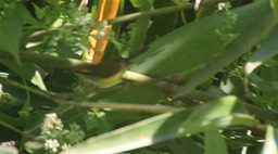 Warbler, Broad-billed