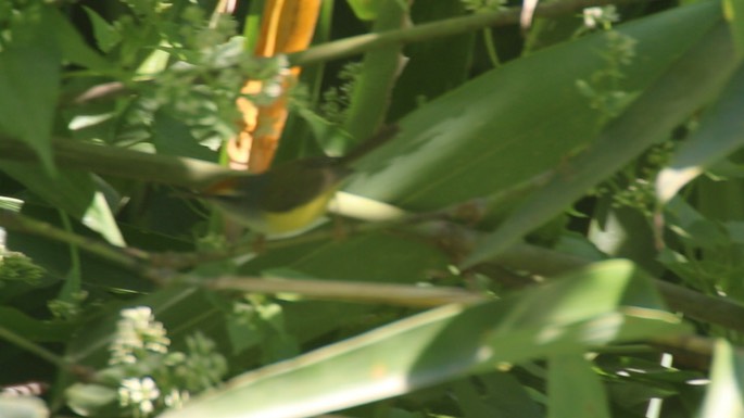 Warbler, Broad-billed