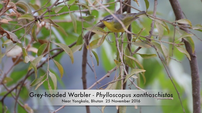 Warbler, Grey-hooded 1