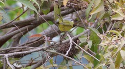Warbler, Grey-hooded