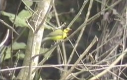 Warbler, Hooded
