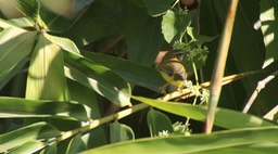 Warbler, Yellow-bellied 2