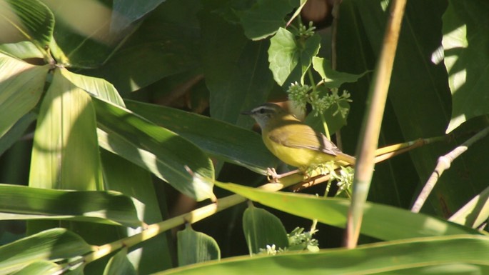 Warbler, Yellow-bellied