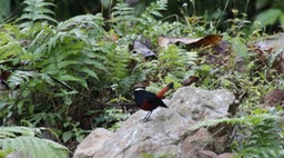 Water-Redstart, White-capped