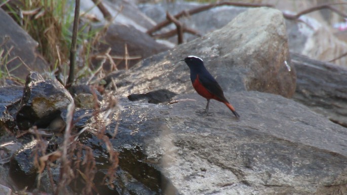 Water-Redstart, White-capped 2