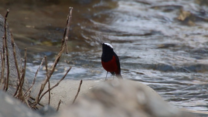 Water-Redstart, White-capped 4