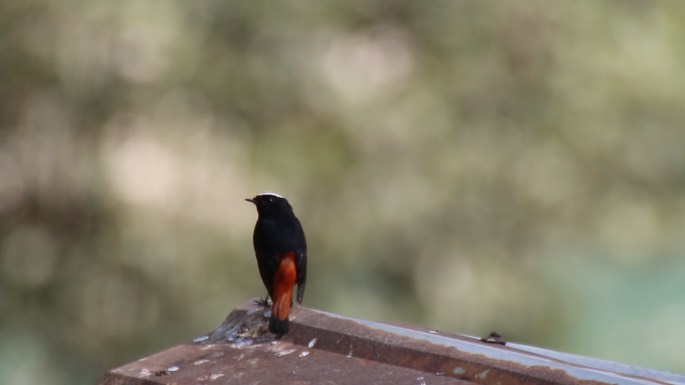 Water-Redstart, White-capped 3