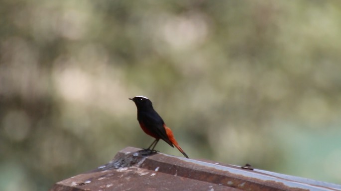 Water-Redstart, White-capped 5