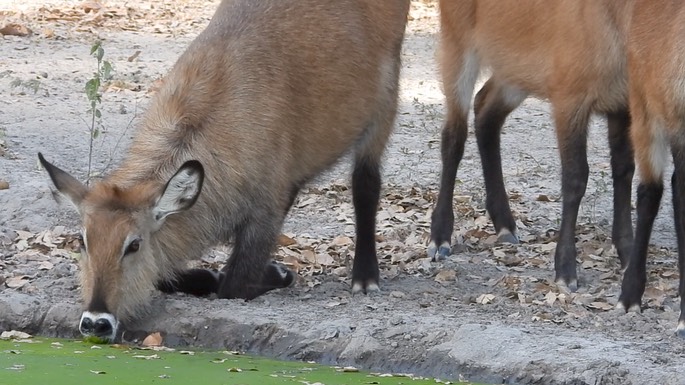 Waterbuck - Senegal 7