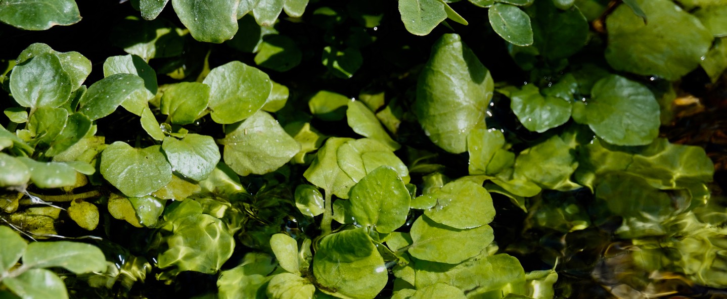 Watercress, Nasturtium officinale1